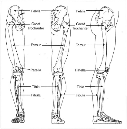 Скелет Ноги Человека Фото С Описанием